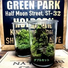 ❣️苔アート❣️苔リューム❣️ダブルセット❣️送料込み❣️のサムネイル