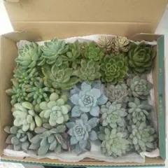 【最終値下げ】多肉植物エケベリアカット苗　寄せ植えセット　　★匿名配送★