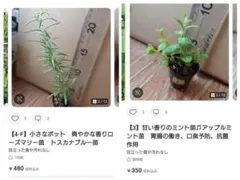 専用【4-Fトスカナ&3アップルミント】小さなポット　爽やかな香りローズマリー苗