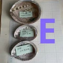 鮑貝殻　アワビ殻