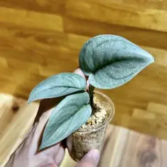 2026年最新】スキンダプサスの人気アイテム - メルカリ