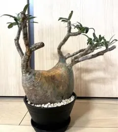 2025年最新】パキポディウムグラキリス 現地球の人気アイテム