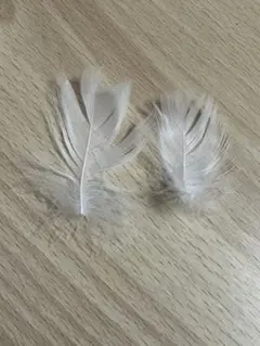 なにわ男子 ボンボンボヤージュ Devil or Angel 落下物 白羽
