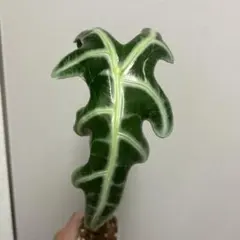 goul4711様 リクエスト 3点 まとめ商品