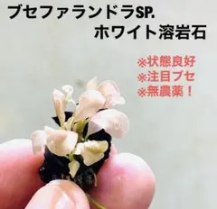 ◆特◆ブセファランドラSP.ホワイト溶岩石（多頭株） #ブセさかな屋 水草のサムネイル