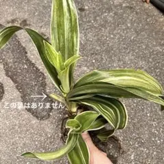 珍品Neoregelia 'Caprese' ネオレゲリア'カプレーゼ' リサ作 - メルカリ