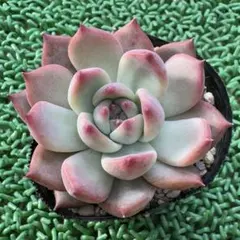 Mさん苗✨札付き✨コロラータルーフ✕チワワエンシス✨ 2025年最新】mさん苗コロラータの人気アイテム - メルカリ