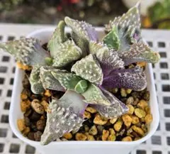 2025年最新】フォーカリアの人気アイテム - メルカリ