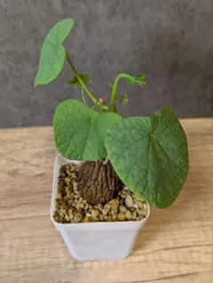 ステファニアスベローサのサムネイル