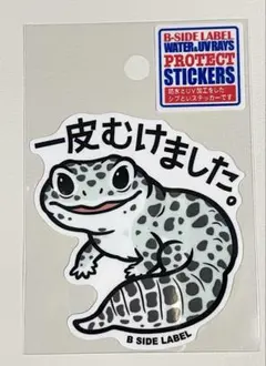 B-SIDE LABEL ヒョウモントカゲモドキ(一皮むけました)マシュキン