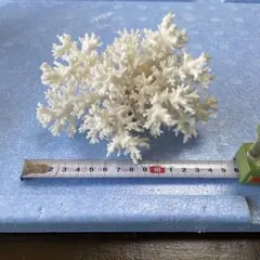 珊瑚礁　珊瑚　アロマストーン　白化珊瑚　置物　白珊瑚
