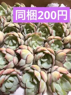 のーふ様 リクエスト 5点 まとめ商品