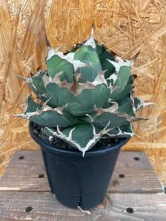 2025年最新】チタノタ蟹の人気アイテム - メルカリ