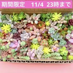 多肉植物　カット苗　詰め合せ　寄せ植えセット　エケベリア　セダム　期間限定　C