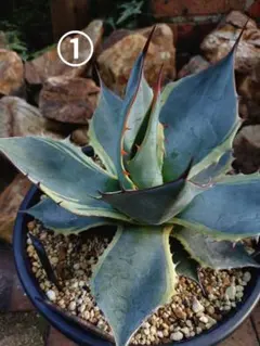 2025年最新】パラサナ シースターの人気アイテム - メルカリ