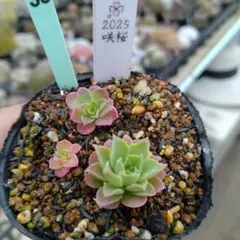 KSKS♡様 リクエスト 2点 まとめ商品