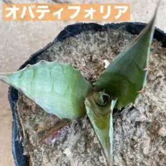 アガベ　オバティフォリア　苗64のサムネイル