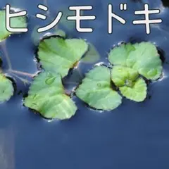 もん様 リクエスト 3点 まとめ商品