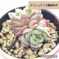 おらいさん苗】リンゼアナ×ざわわ☆札なし - メルカリ