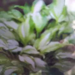 銅葉紅花ウツギ 庭木 花終わり 大きい株 - メルカリ