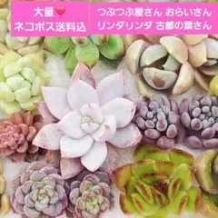 2026年最新】古都の葉の人気アイテム - メルカリ