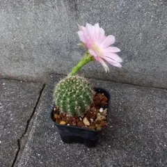 ◇ 花サボテン 交配種 ◇◇ 抜き苗 - メルカリ
