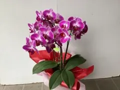 椎名洋蘭⭐️PREMIUM⭐️ゲイシャワルツ3株一鉢 椎名洋蘭⭐️PREMIUM⭐️ゲイシャワルツ3株一鉢 - メルカリ