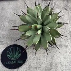 2025年最新】アガベ マクロアカンサの人気アイテム - メルカリ