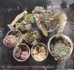 ミックスベリア　おらいさん苗セット　札付き