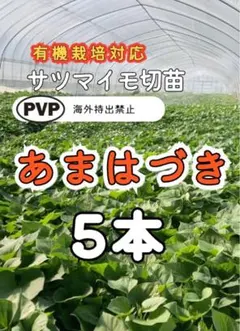 べにまさり切苗 400本 香川県産 べにまさり切苗 10本 香川県産 - メルカリ
