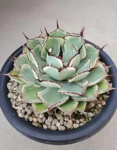 DairuSyure様 リクエスト 2点 まとめ商品