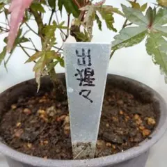 出猩々　モミジ　モミジ苗木　盆栽のサムネイル