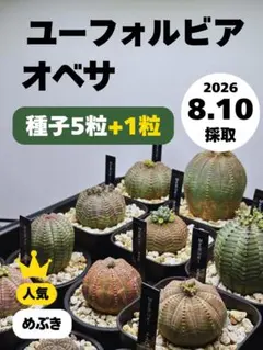 【めぶき】【8/10採種】ユーフォルビア・オベサ種子 5粒＋1【人気】のサムネイル