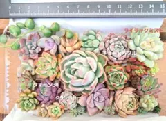 多肉植物②　カット苗　名前なし　寄せ植え　多肉弁当