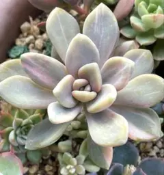 2026年最新】月下美人 苗の人気アイテム - メルカリ