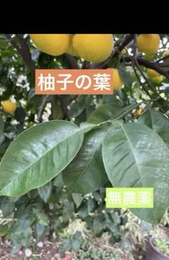 2026年最新】柚子の葉の人気アイテム - メルカリ