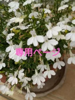 耀綺様専用ページ ❤️イングリッシュローズEmily(エミリー)のドイリー