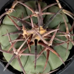 メルカリ便発送☆サボテン エキノカクタス属 雷帝×花王丸(国内実生苗です)のサムネイル