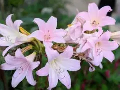 sisnob様 リクエスト 2点 まとめ商品