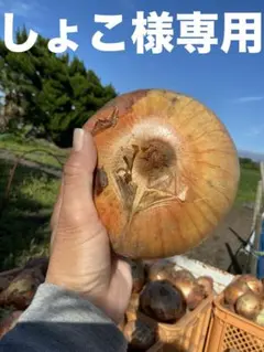 しょこ様専用　白子町産　新玉ねぎ　約5kg大きさミックスのサムネイル