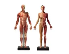 2026年最新】Anatomy toolsの人気アイテム - メルカリ