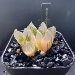 2025年最新】ハオルチア 錦の人気アイテム - メルカリ