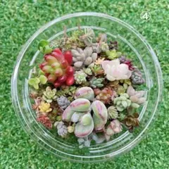 スヌーピー様 リクエスト 2点 まとめ商品