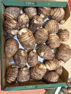 岐阜県産 自然栽培 里芋の苗、ランダム、不揃い 1セット４本、メルカリ便 楽天市場】里芋 の 苗の通販