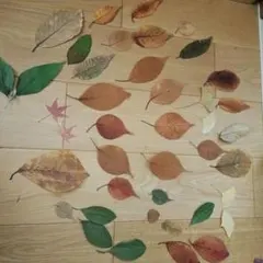 Item thumbnail for item 5c14f711-6ff1-4672-9002-aabd47913150