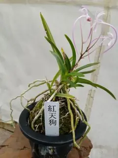 富貴蘭曙青海 - メルカリ