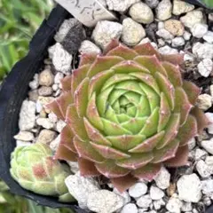 ☆ぴくるす☆様 リクエスト 3点 まとめ商品