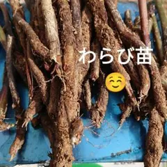 わらび苗(紀伊山地)500本 わらび(紀伊山地)500g - メルカリ