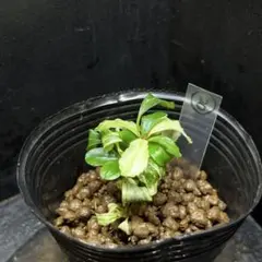 Bucephalandra sp. Pearl gray【TB】抜き苗 - メルカリ