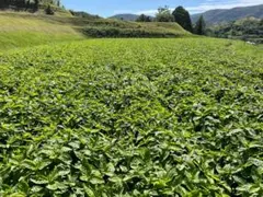 しえず様専用 赤茎千本乾燥葉 300g